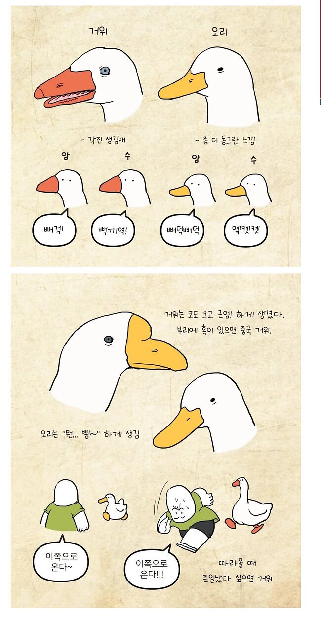 거위와 오리의 차이 ㅋㅋㅋㅋㅋ 3