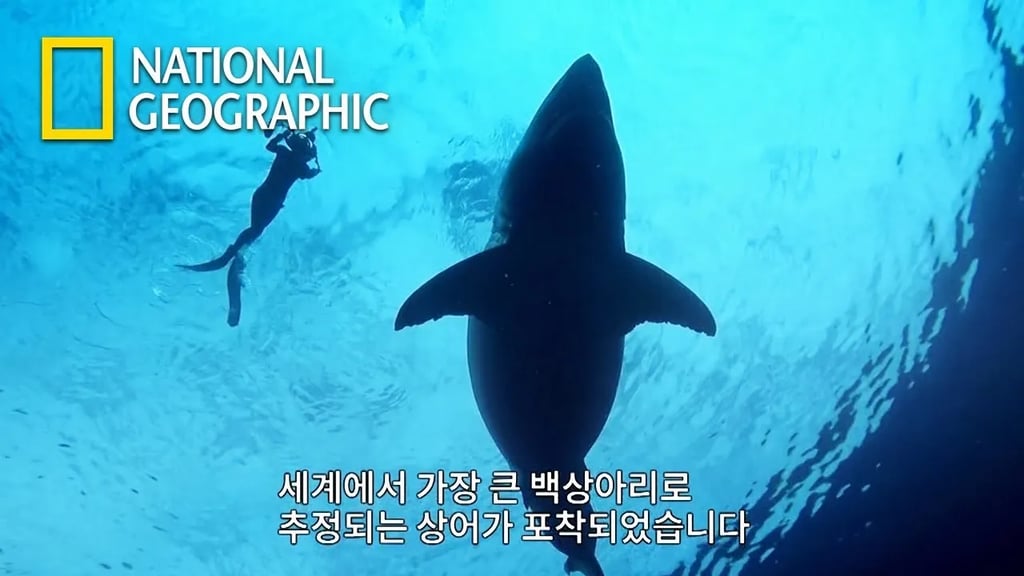 역대 바다생물 크기비교 1