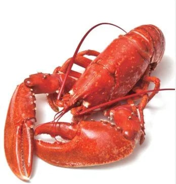 랍스터 하나 때문에 나라끼리 싸울 뻔한 사건 32