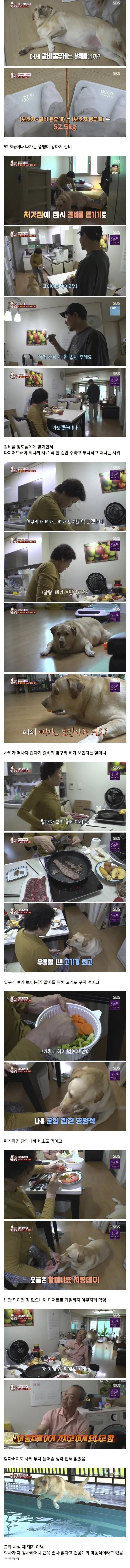 할머니가 찹츄를 키웠을때 벌어지는 일