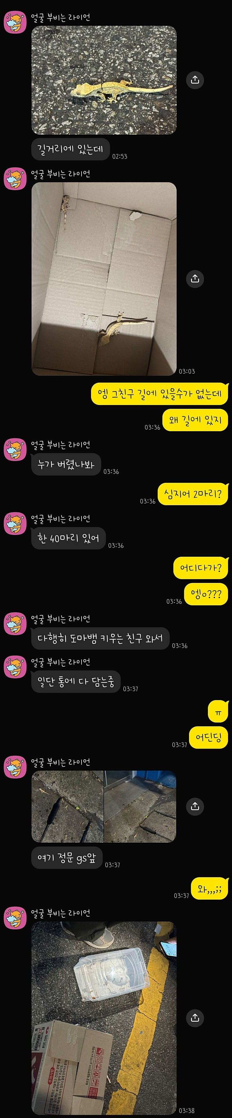 부산 도마뱀 100마리 유기 1