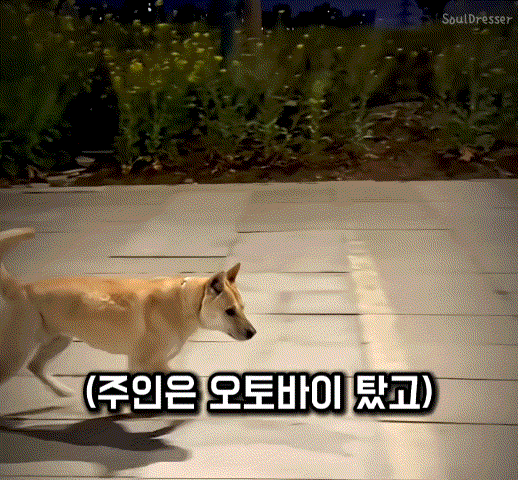 주인템포 맞추는 진돗개 1