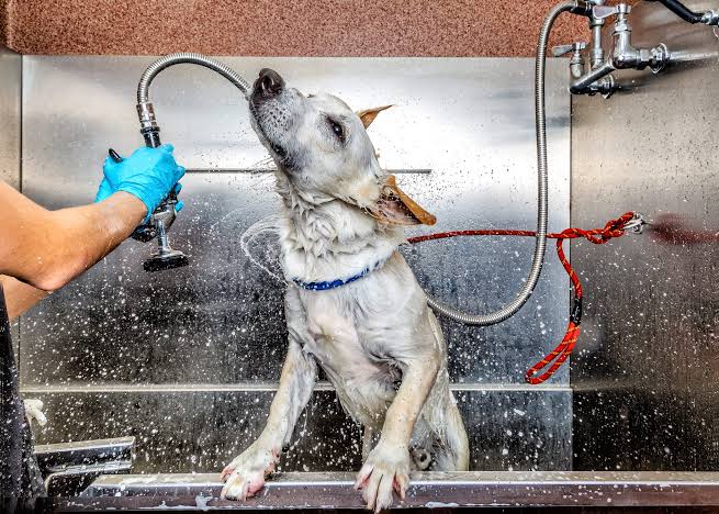 The Secret to Running a Smoother Pet Grooming Business
