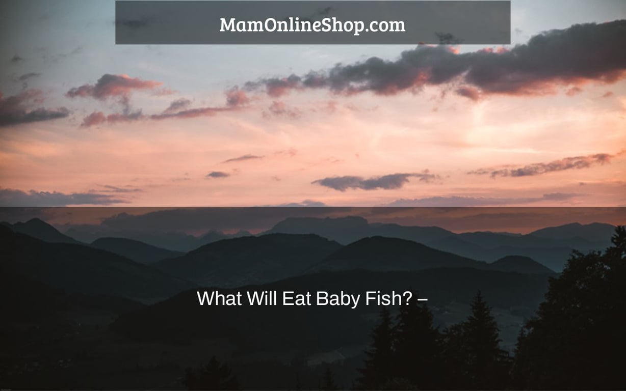 What Will Eat Baby Fish? –