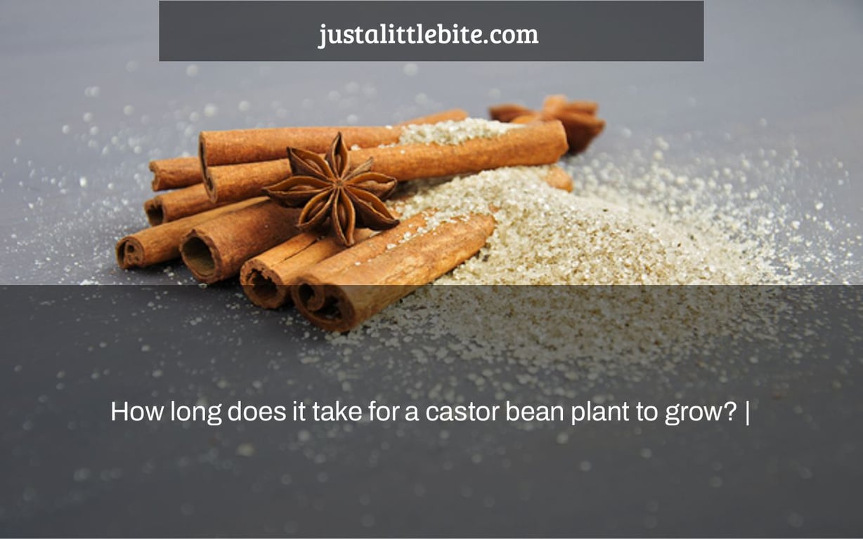 How long does it take for a castor bean plant to grow? |