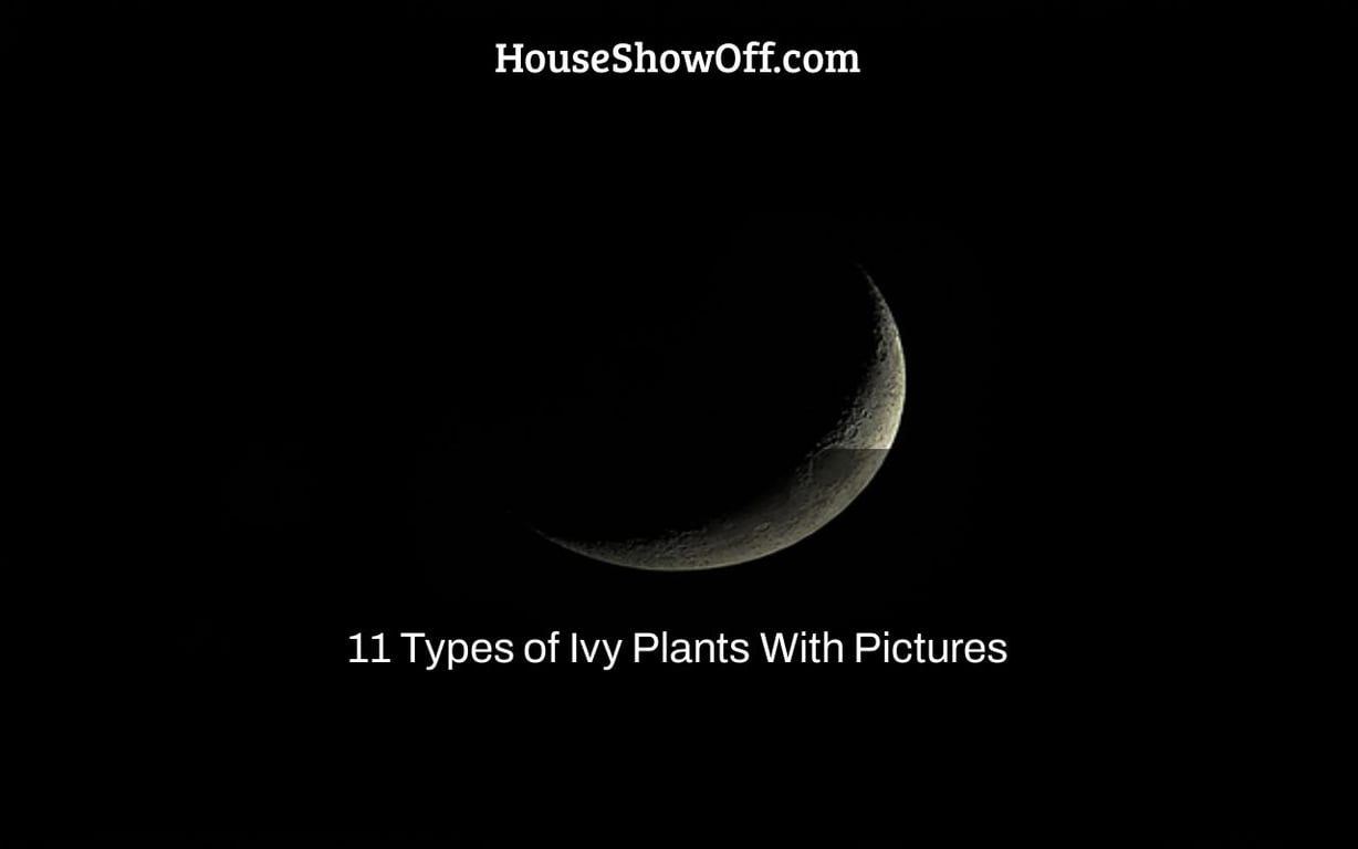 11 Types of Ivy Plants With Pictures