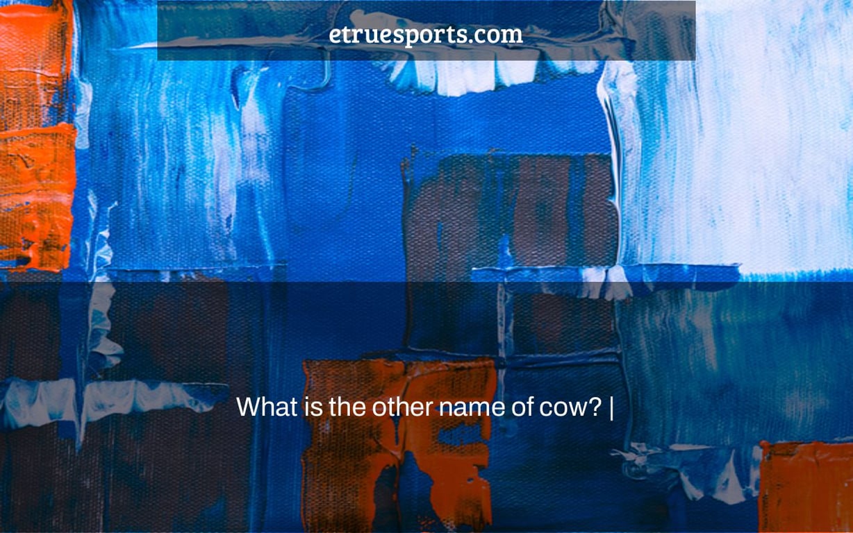 What is the other name of cow? |