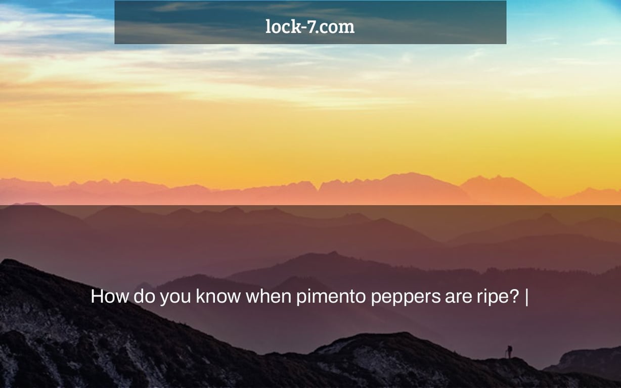 How do you know when pimento peppers are ripe? |