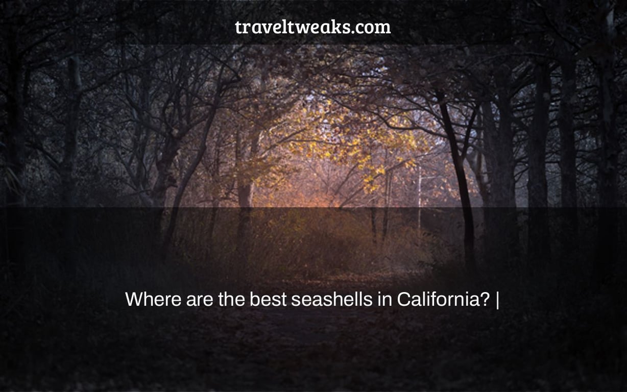 Where are the best seashells in California? |