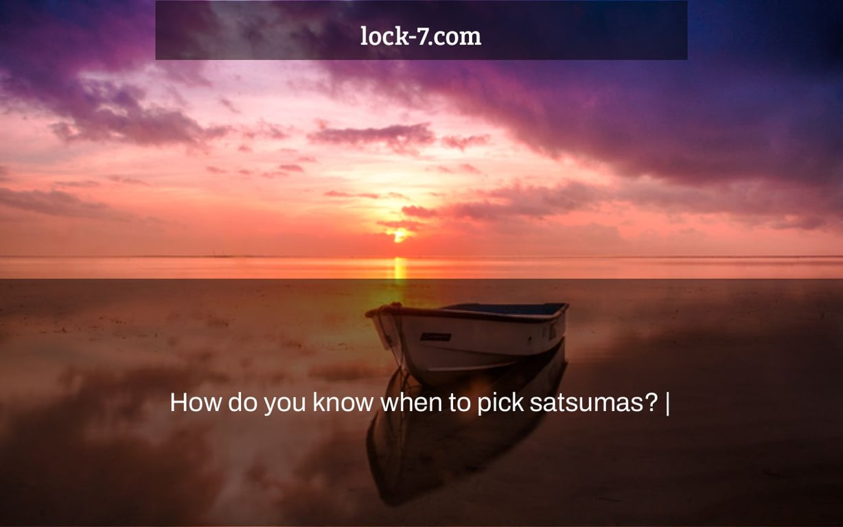 How do you know when to pick satsumas? Lock 7