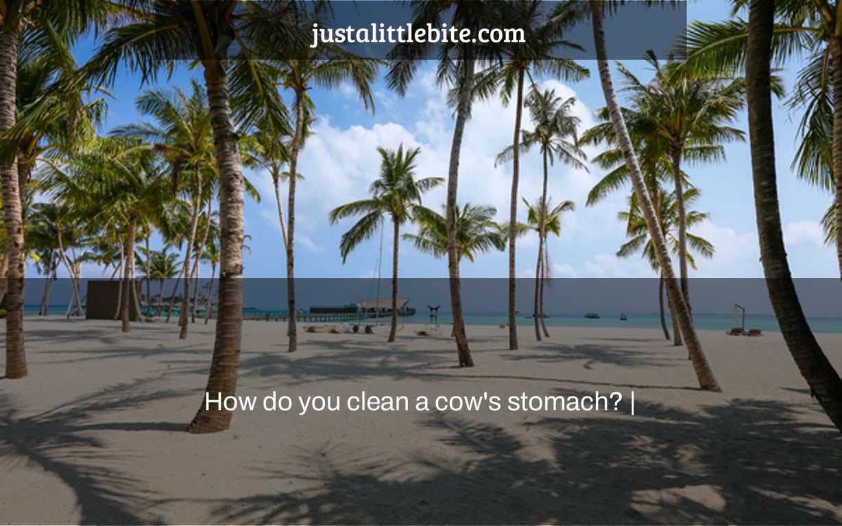 How do you clean a cow's stomach? |