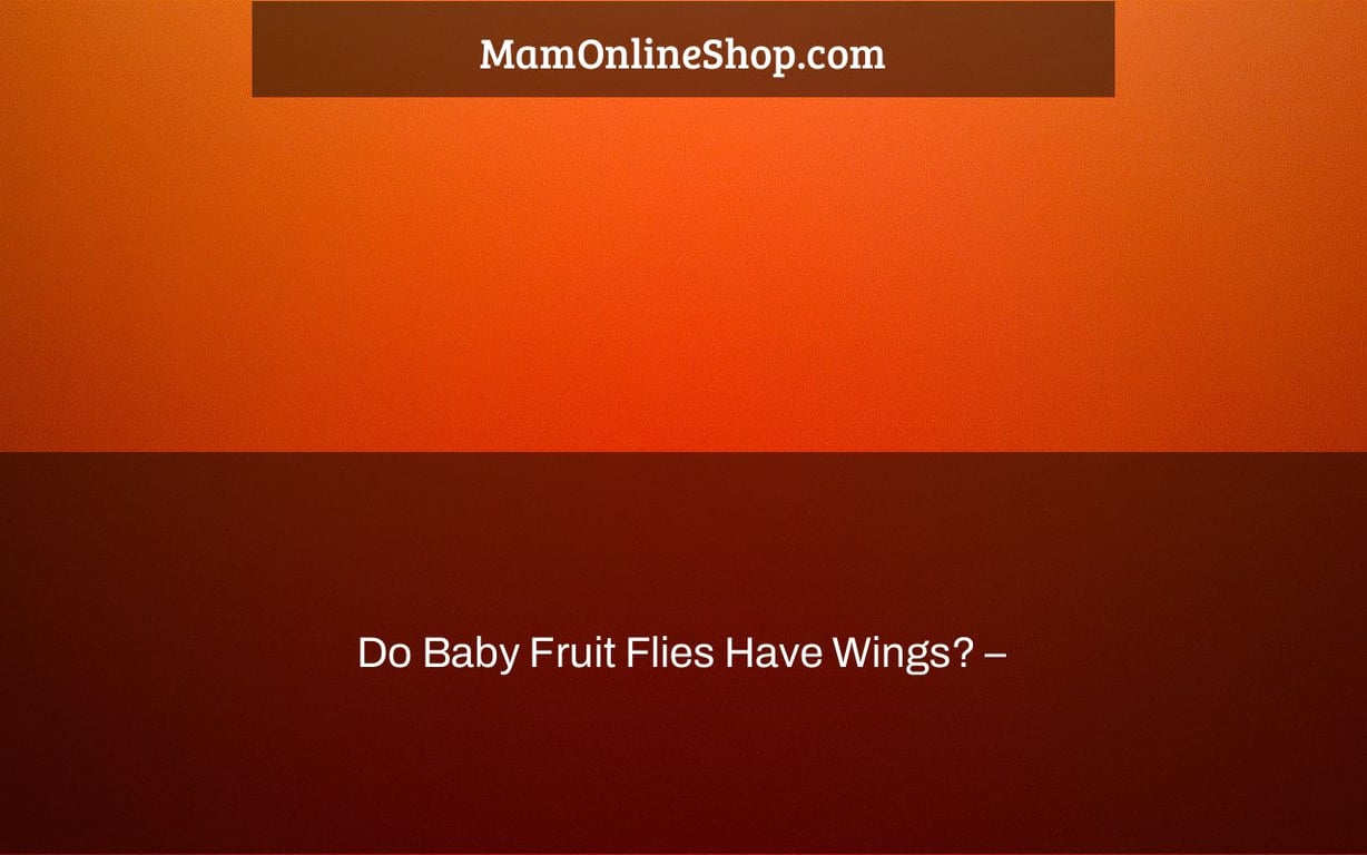 Do Baby Fruit Flies Have Wings? –