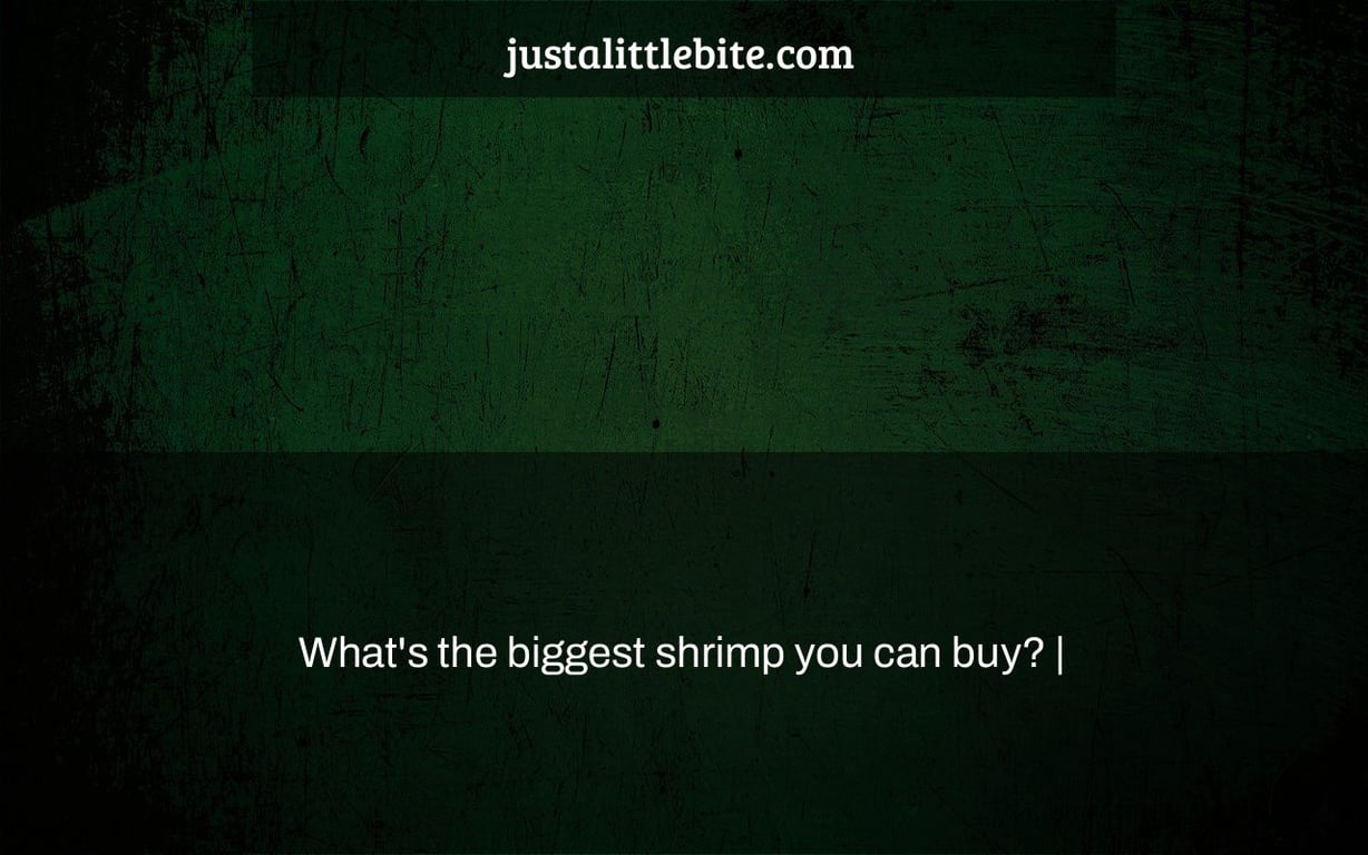 What's the biggest shrimp you can buy? |