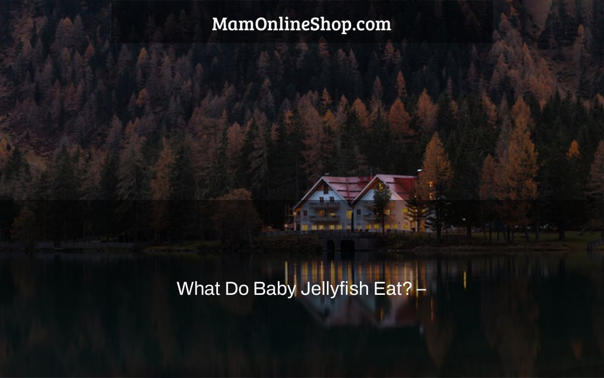 What Do Baby Jellyfish Eat? –