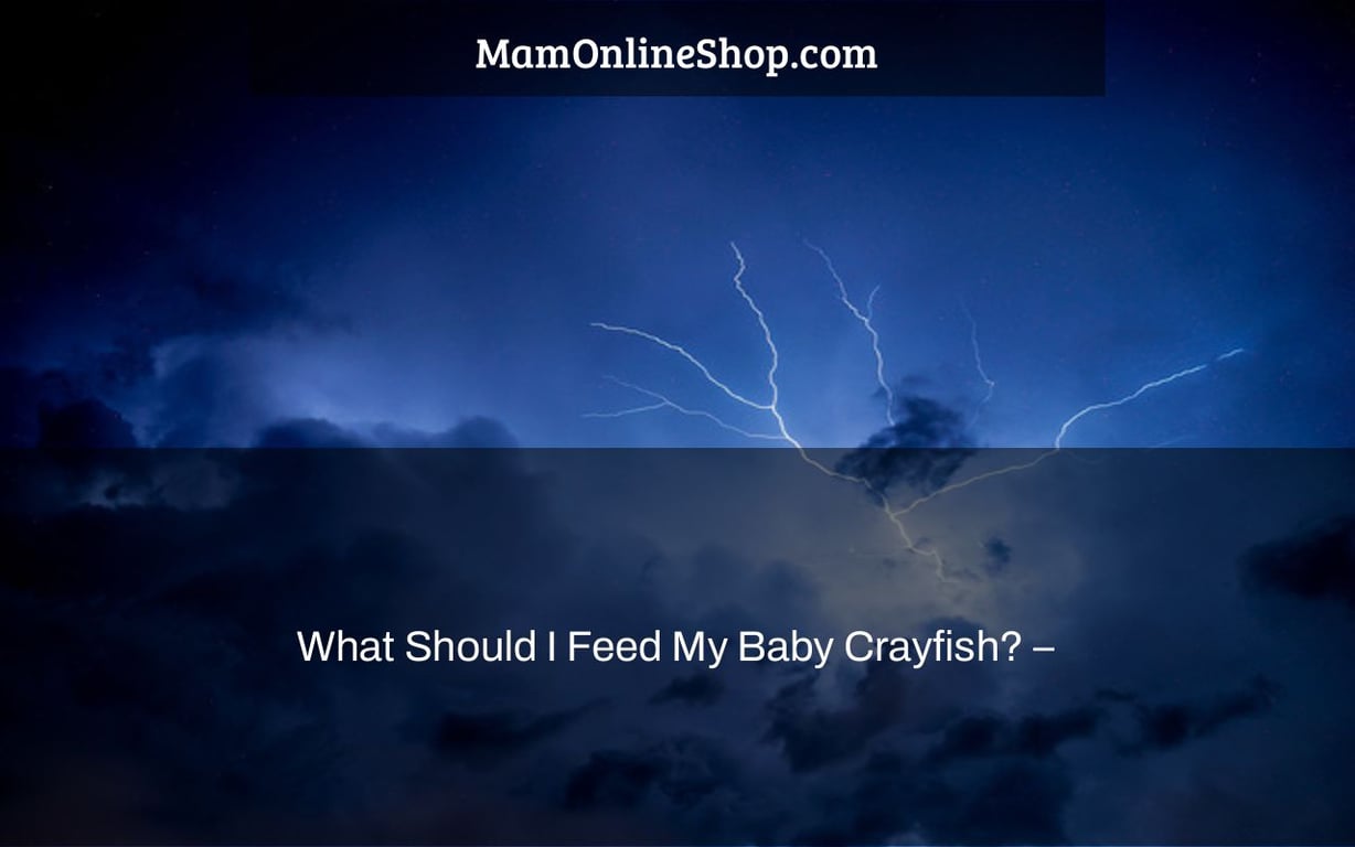 What Should I Feed My Baby Crayfish? –