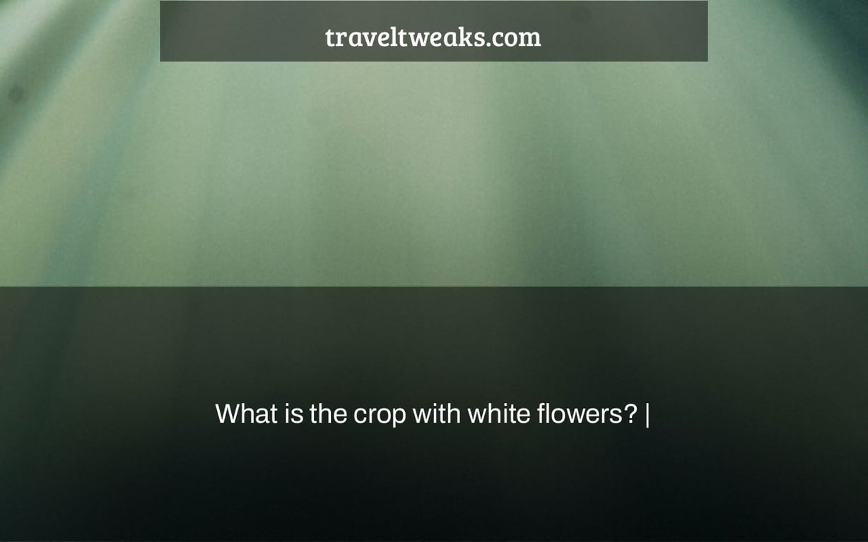 What is the crop with white flowers? |