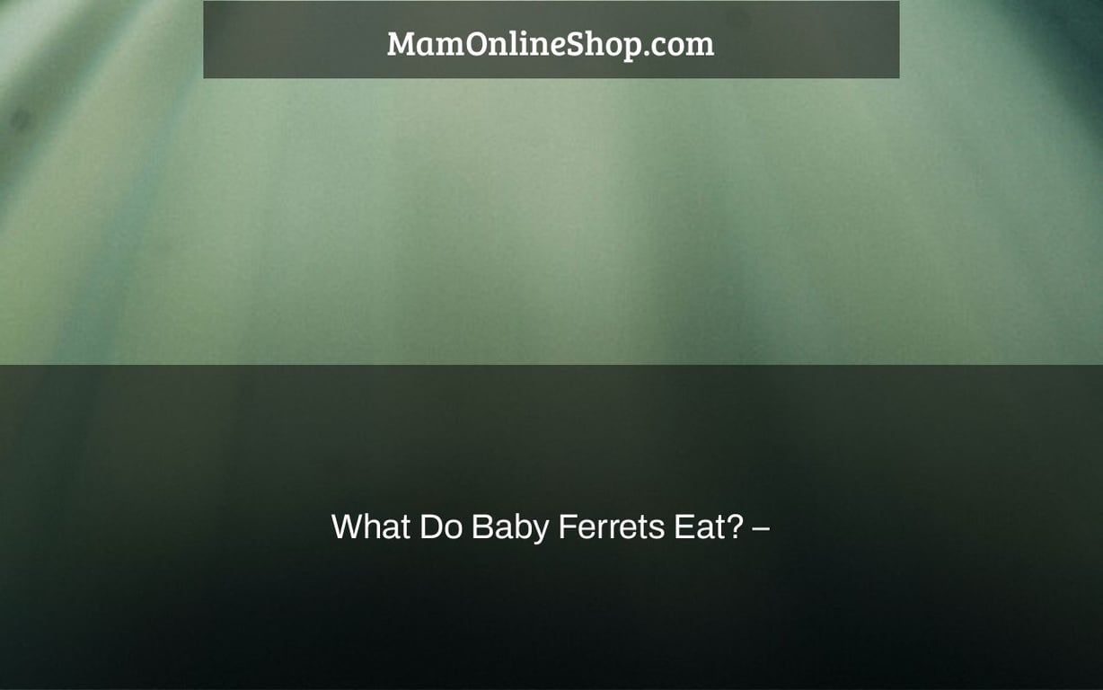 What Do Baby Ferrets Eat? –