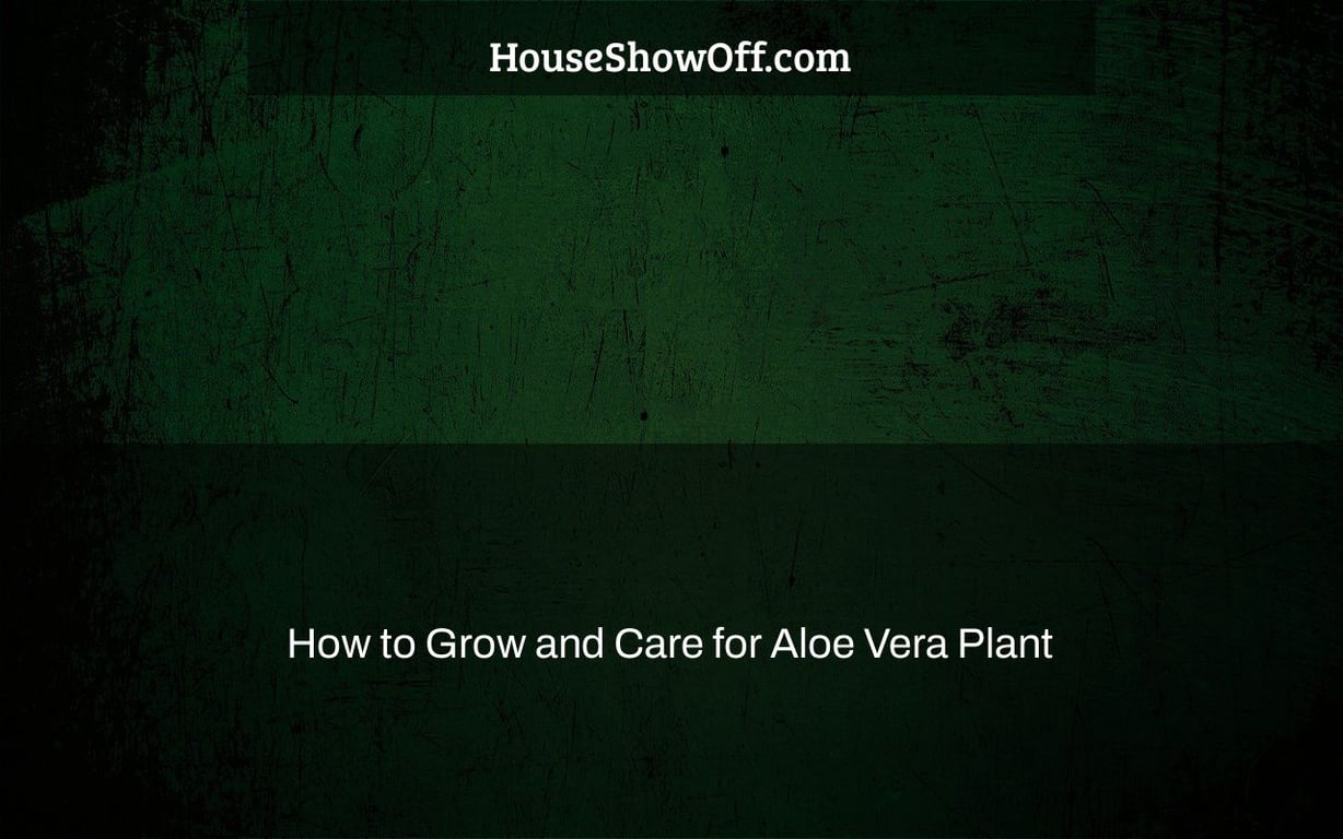 How to Grow and Care for Aloe Vera Plant