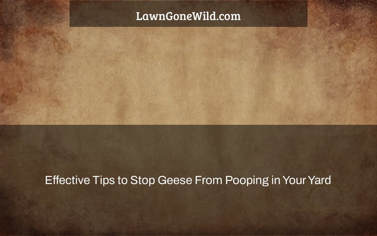 Effective Tips to Stop Geese From Pooping in Your Yard - Lawn Gone Wild