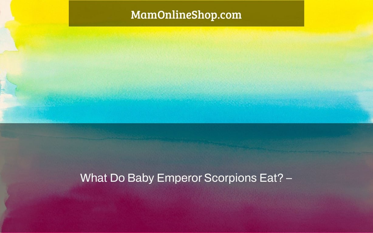 What Do Baby Emperor Scorpions Eat? –