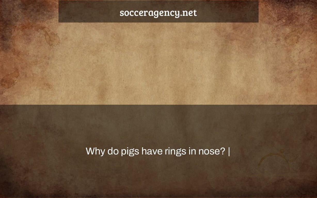 Why do pigs have rings in nose? |