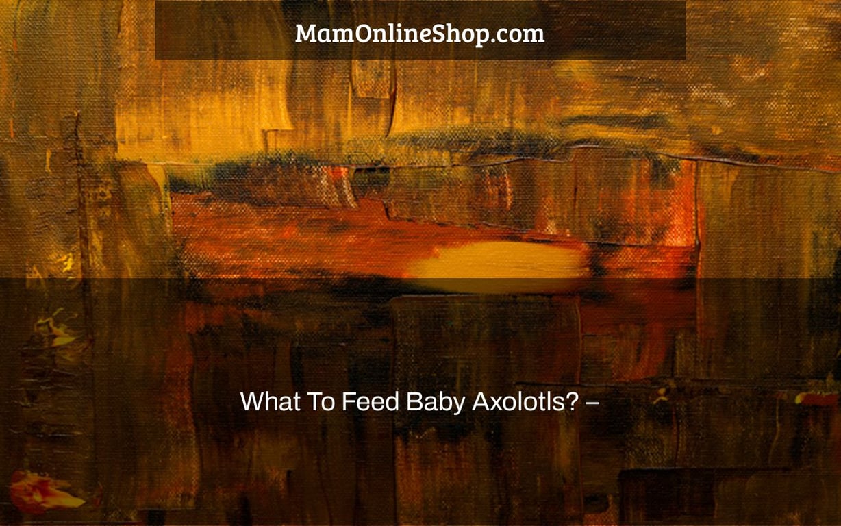 What To Feed Baby Axolotls? –