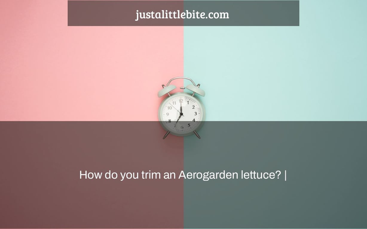 How do you trim an Aerogarden lettuce? |