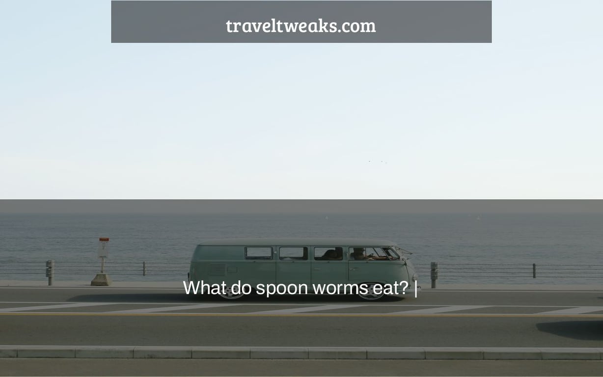 What do spoon worms eat? |