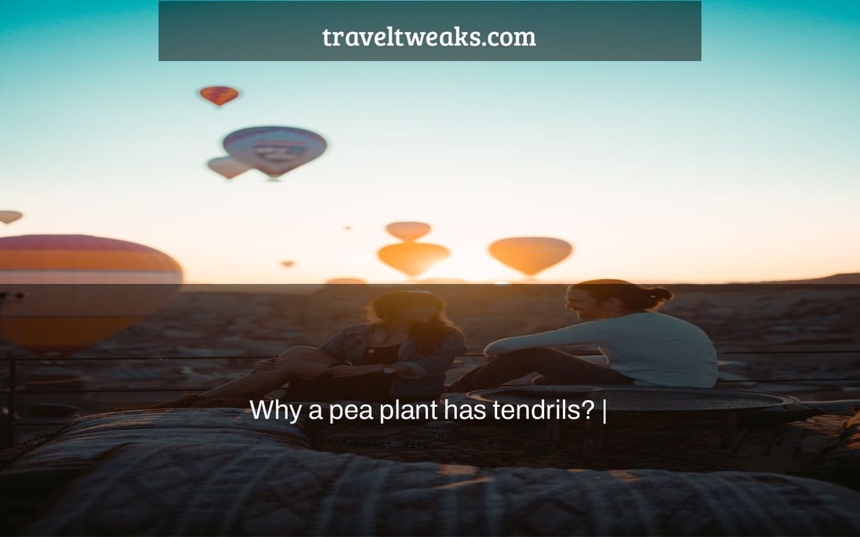 Why a pea plant has tendrils? |