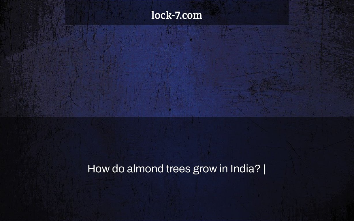 How do almond trees grow in India? Lock 7