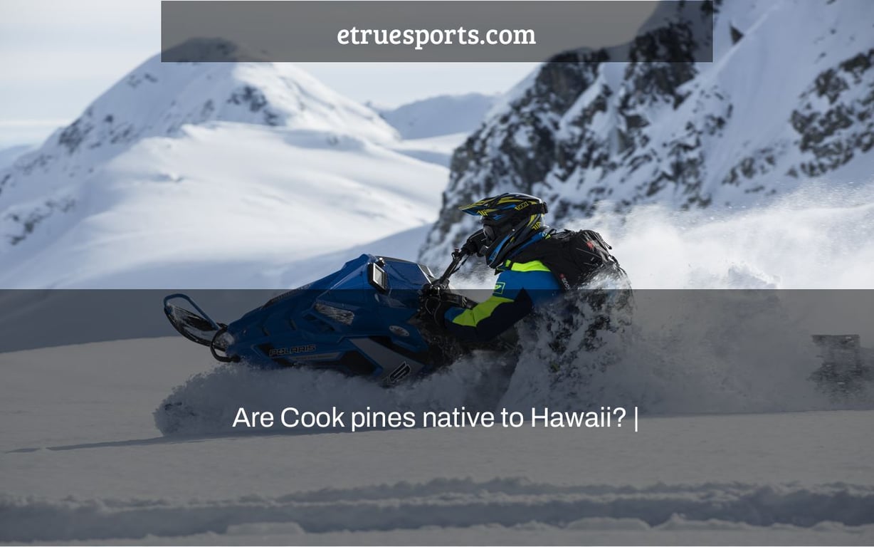 Are Cook pines native to Hawaii? |