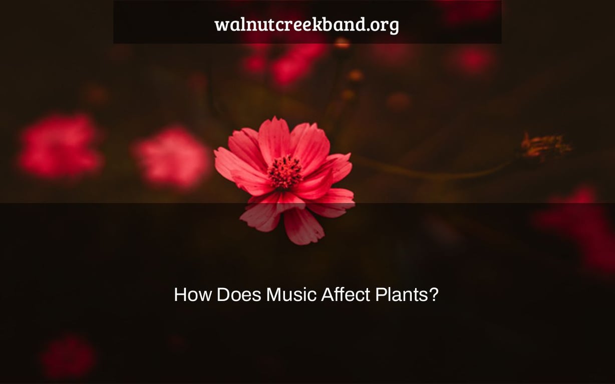 How Does Music Affect Plants?