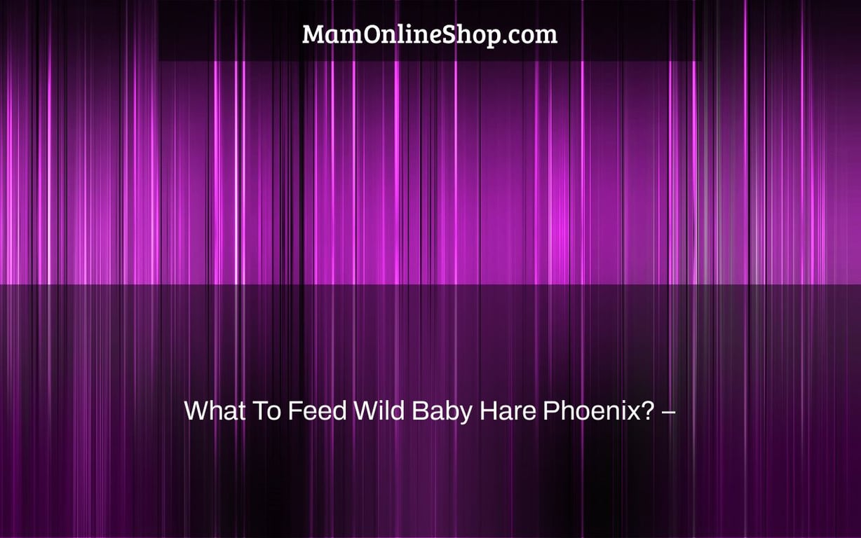 What To Feed Wild Baby Hare Phoenix? –