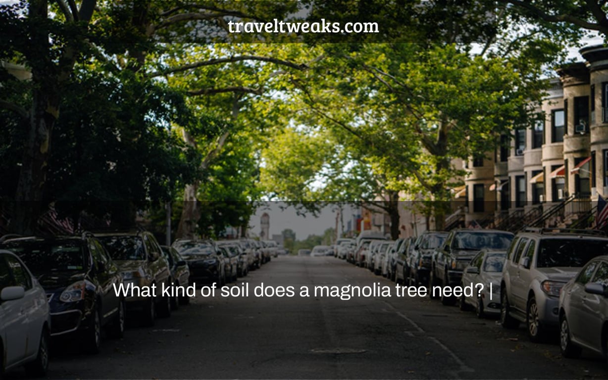 What kind of soil does a magnolia tree need? |
