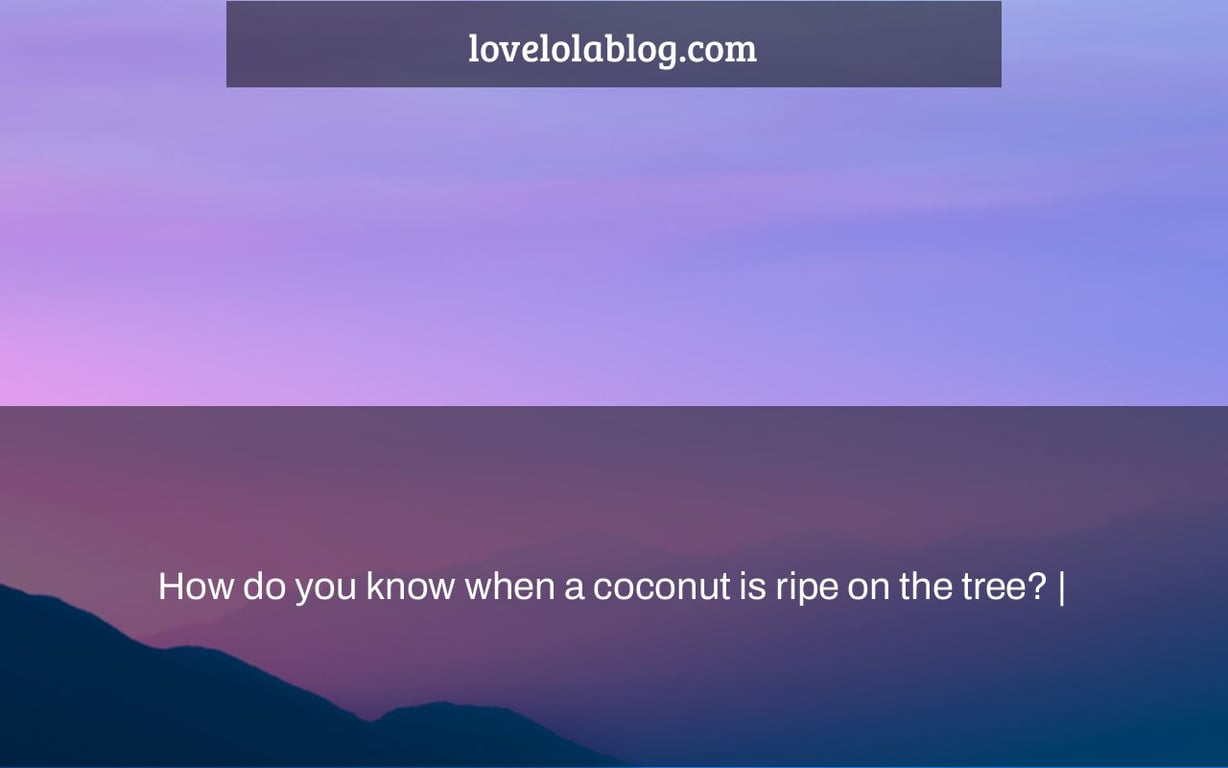 How do you know when a coconut is ripe on the tree? |