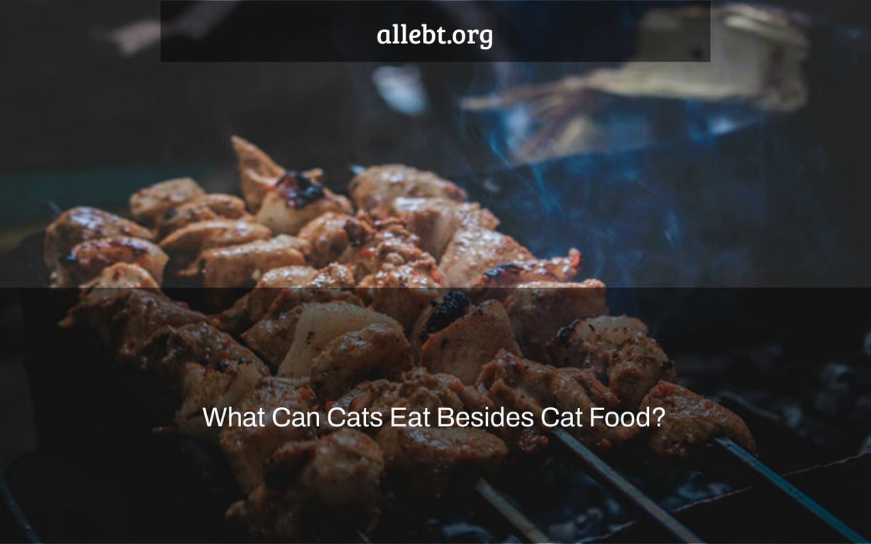 What Can Cats Eat Besides Cat Food?