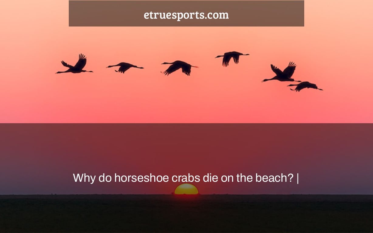 Why do horseshoe crabs die on the beach? |