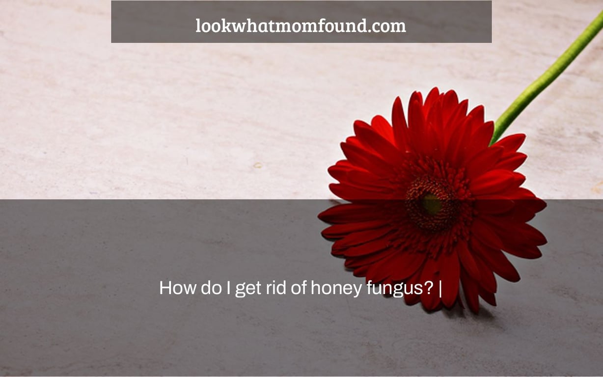 How do I get rid of honey fungus? |