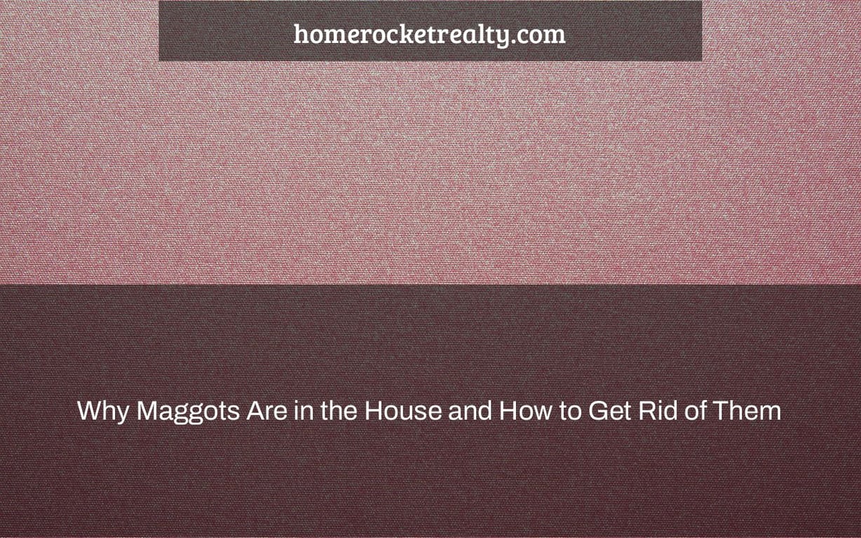 Why Maggots Are in the House and How to Get Rid of Them Home Rocket Daily