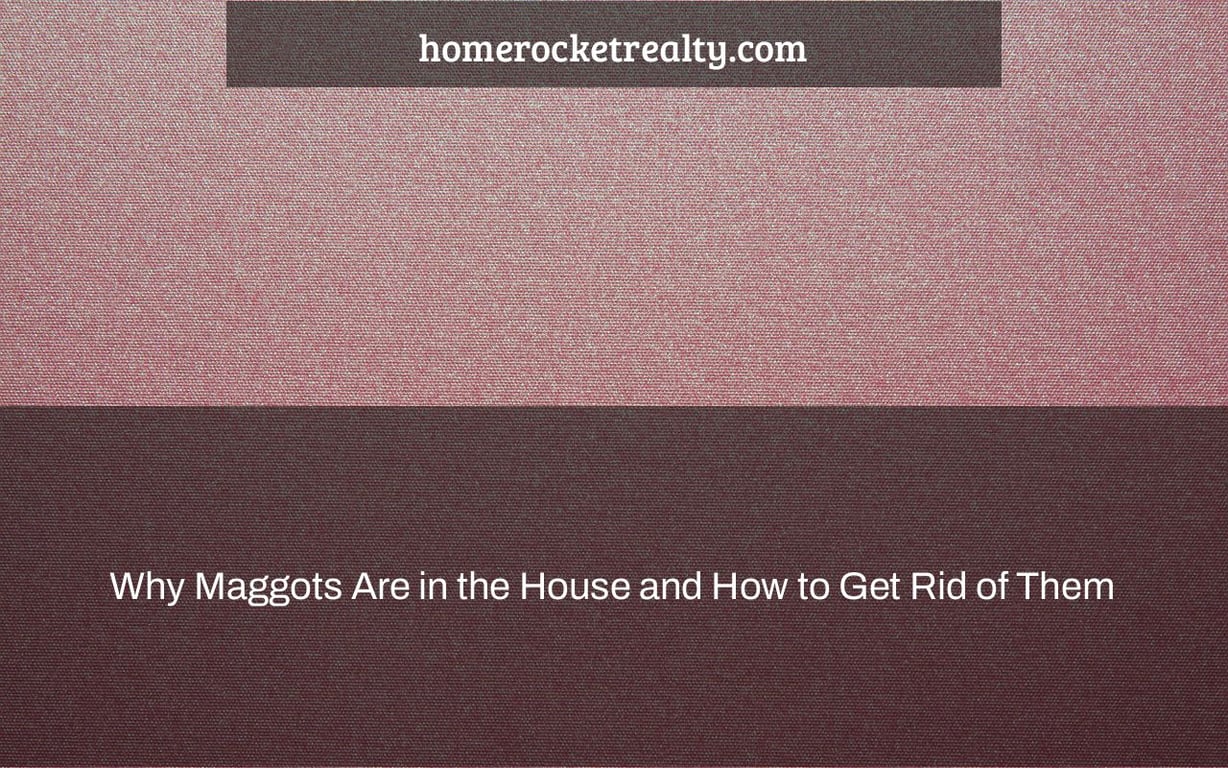 Why Maggots Are in the House and How to Get Rid of Them