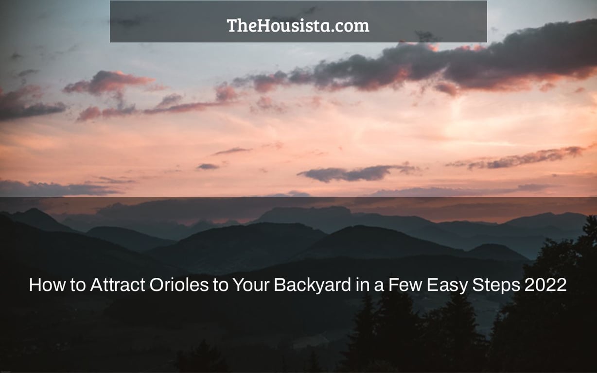 How to Attract Orioles to Your Backyard in a Few Easy Steps 2022