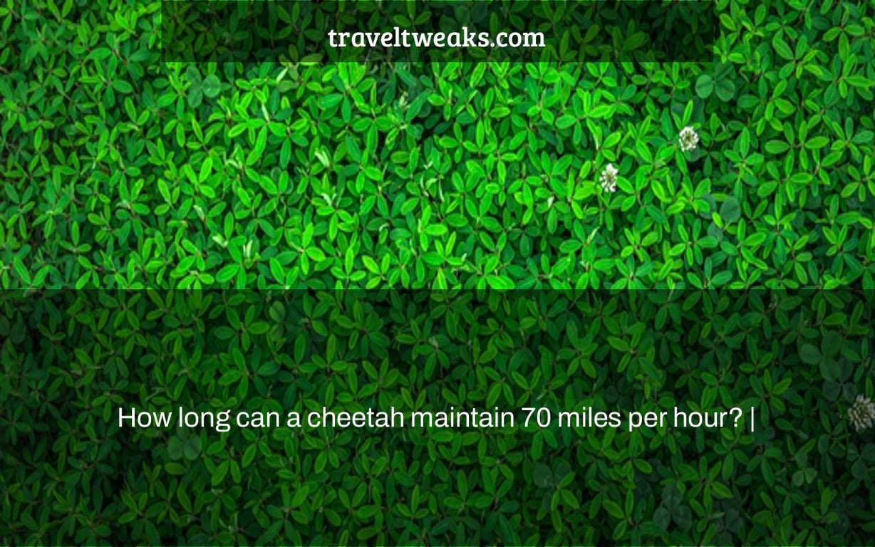 How long can a cheetah maintain 70 miles per hour? |