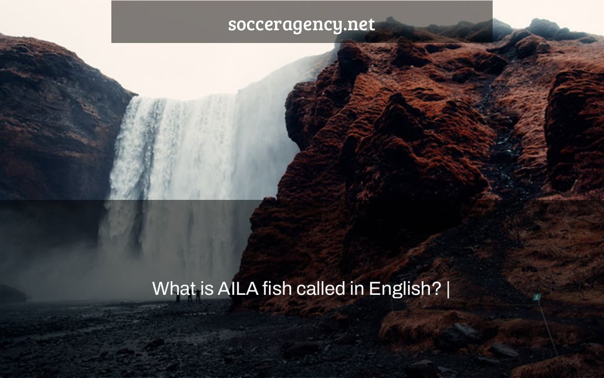 What is AILA fish called in English? |