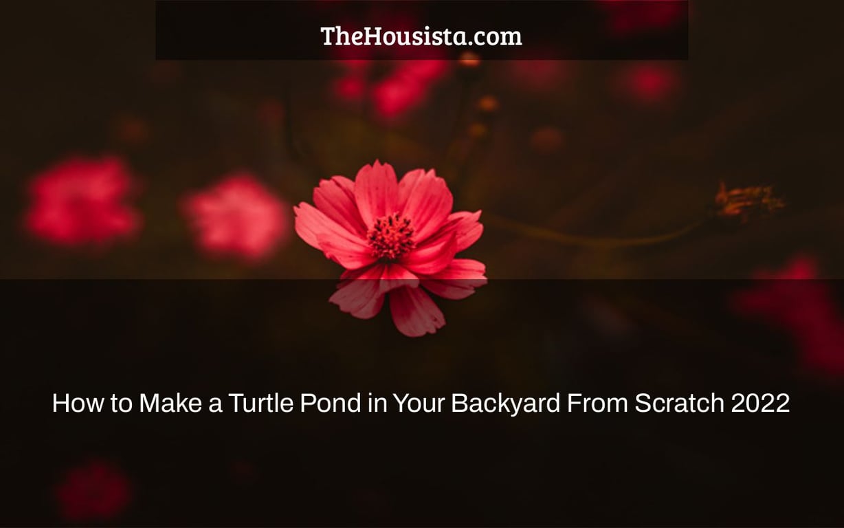 How to Make a Turtle Pond in Your Backyard From Scratch 2022