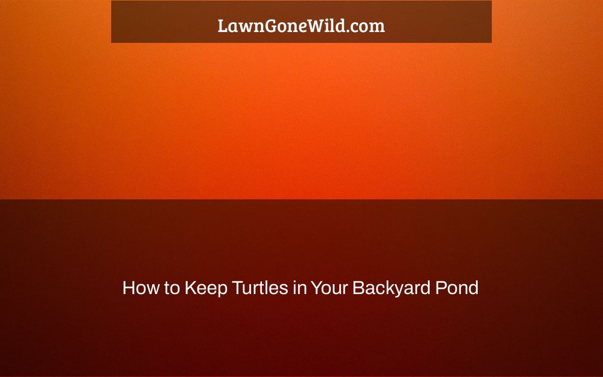 How to Keep Turtles in Your Backyard Pond Lawn Gone Wild