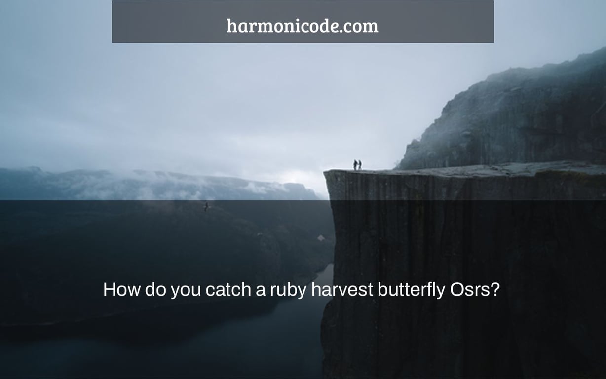 How do you catch a ruby harvest butterfly Osrs?
