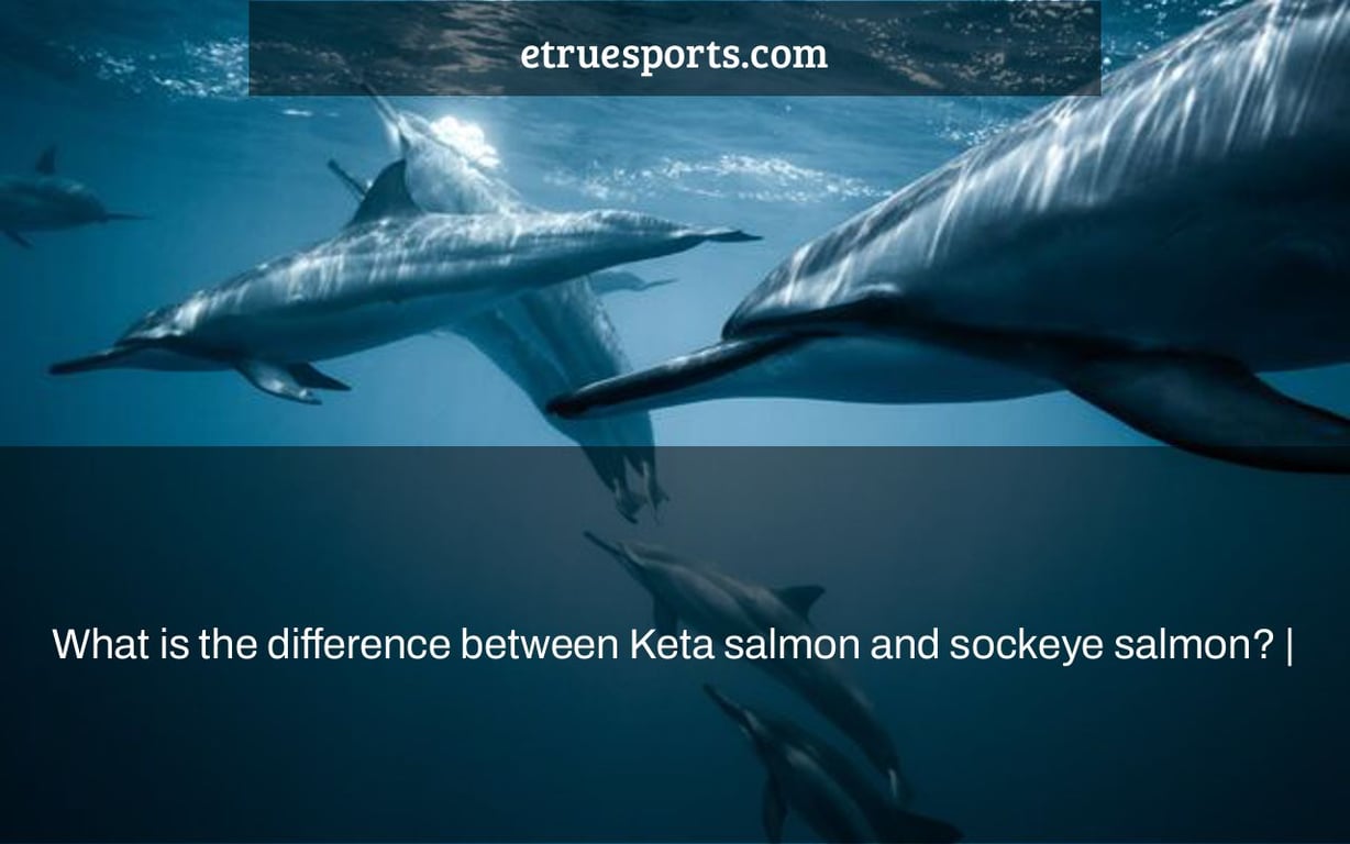 What is the difference between Keta salmon and sockeye salmon? |