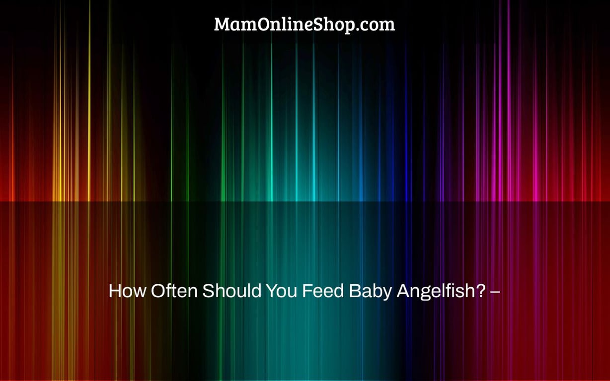 How Often Should You Feed Baby Angelfish? –