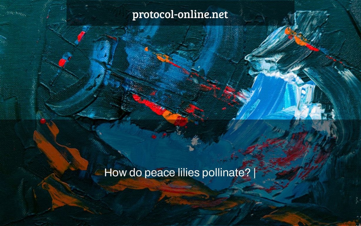 How do peace lilies pollinate? |