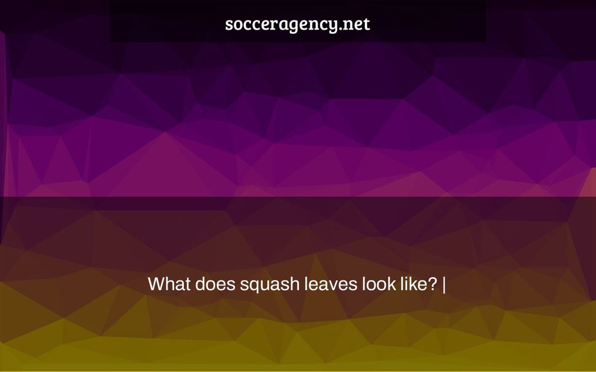 What does squash leaves look like? |